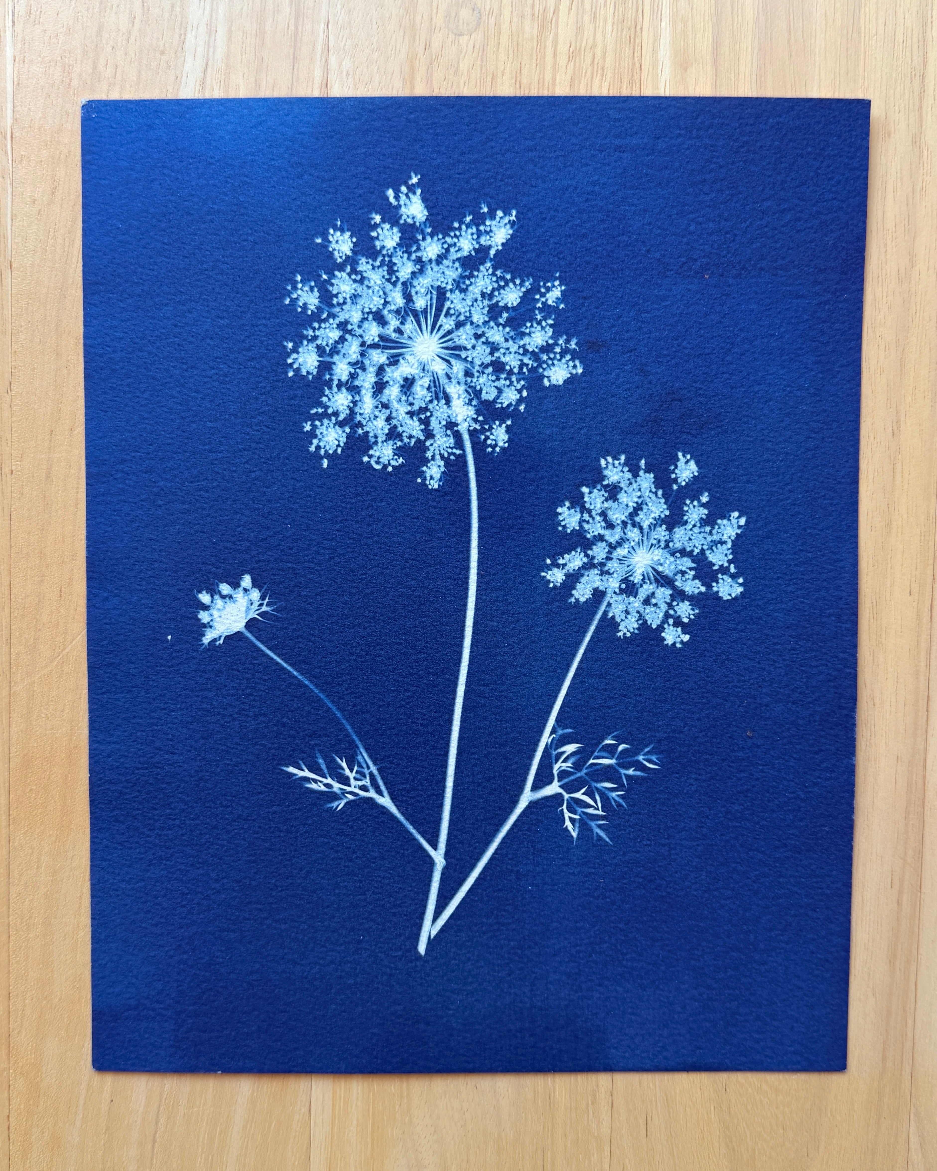 Summer Lace no. 1