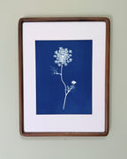 Quiet Lace no. 1