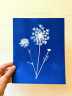 Summer Lace no. 1