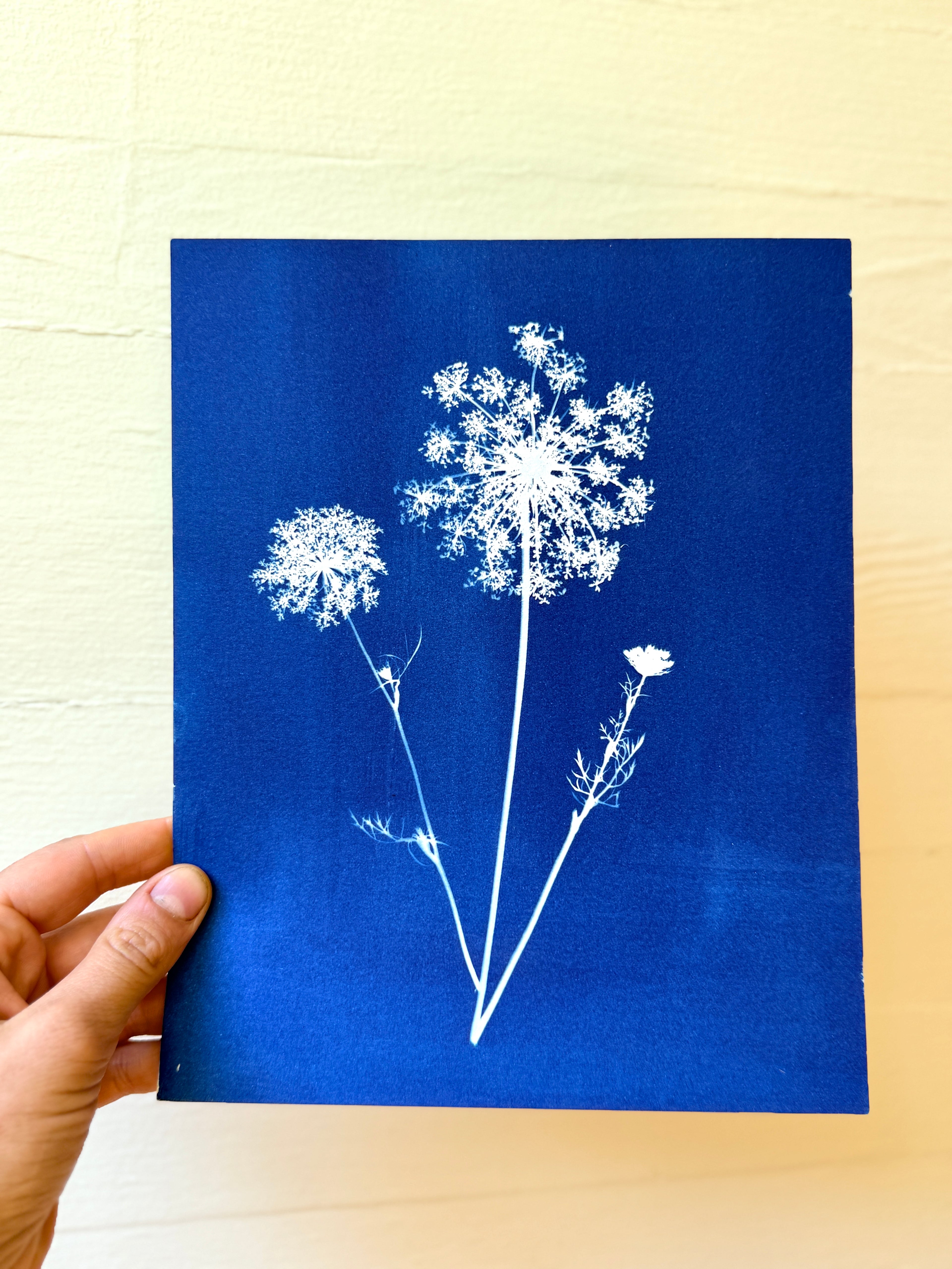 Summer Lace no. 1