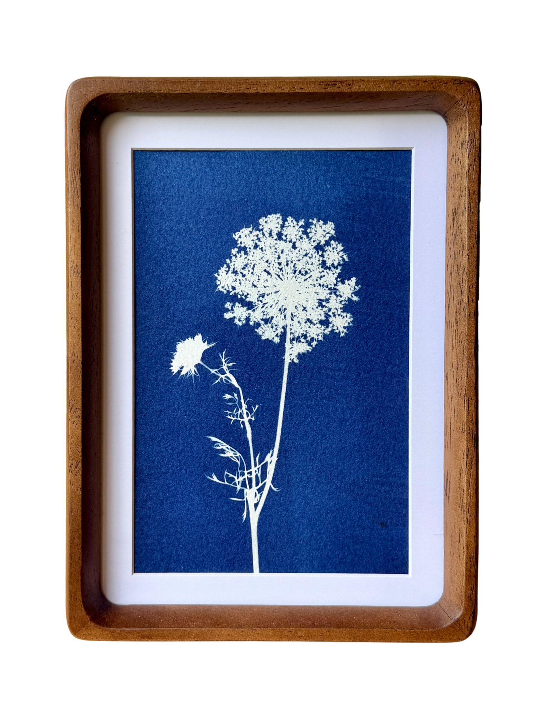 Little Lace no. 2