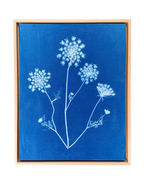 Meadow Queen