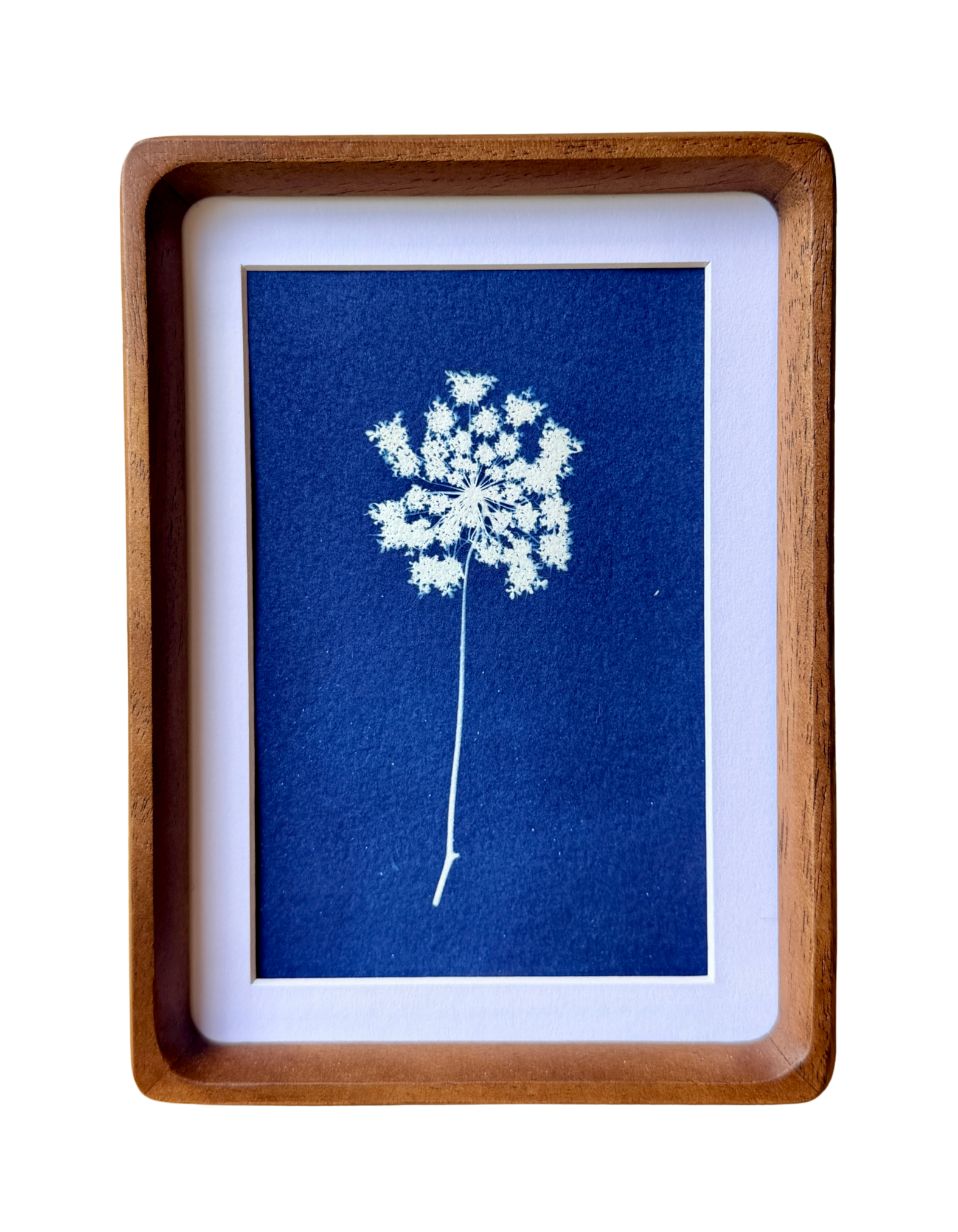Little Lace no. 3