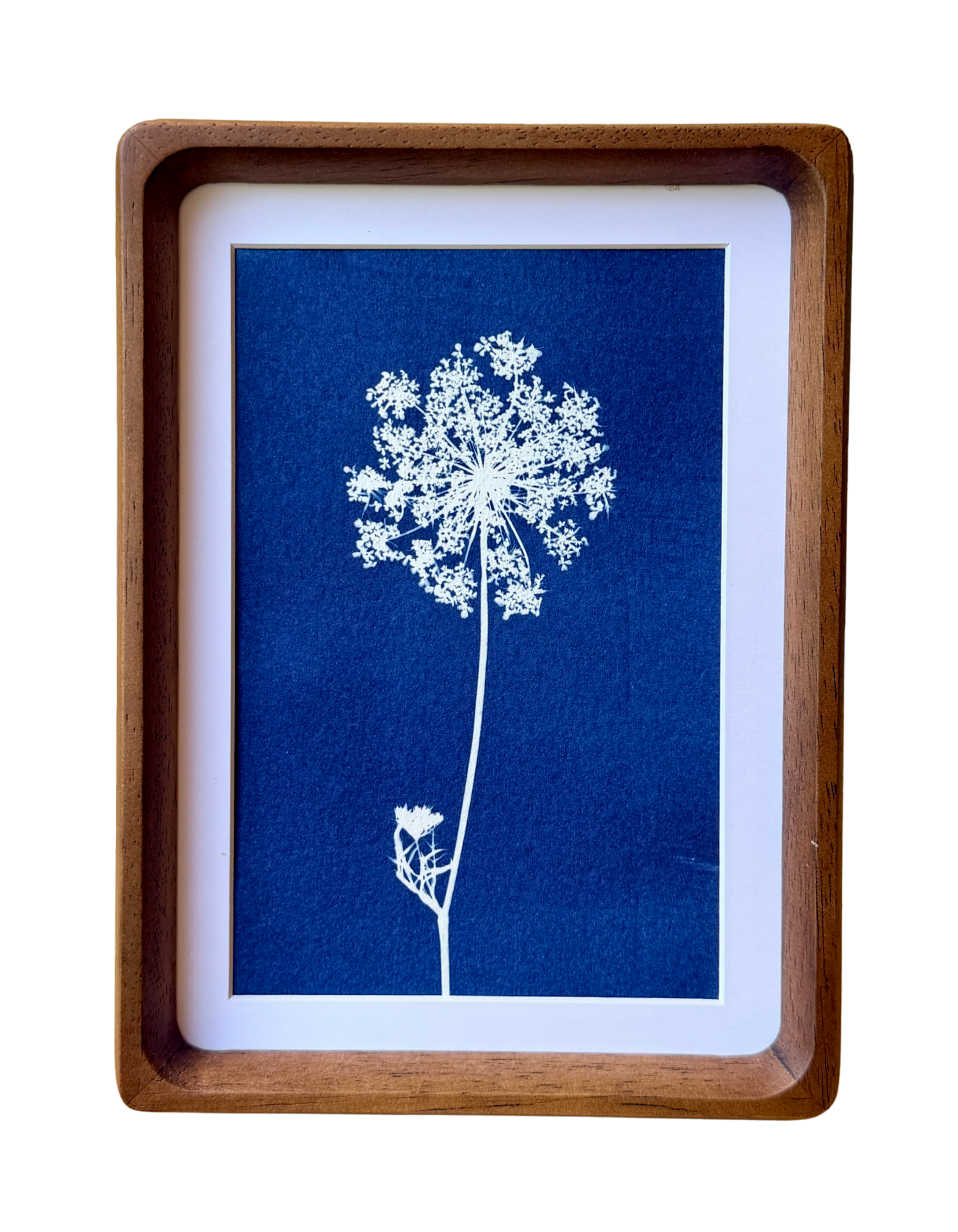 Little Lace no. 4