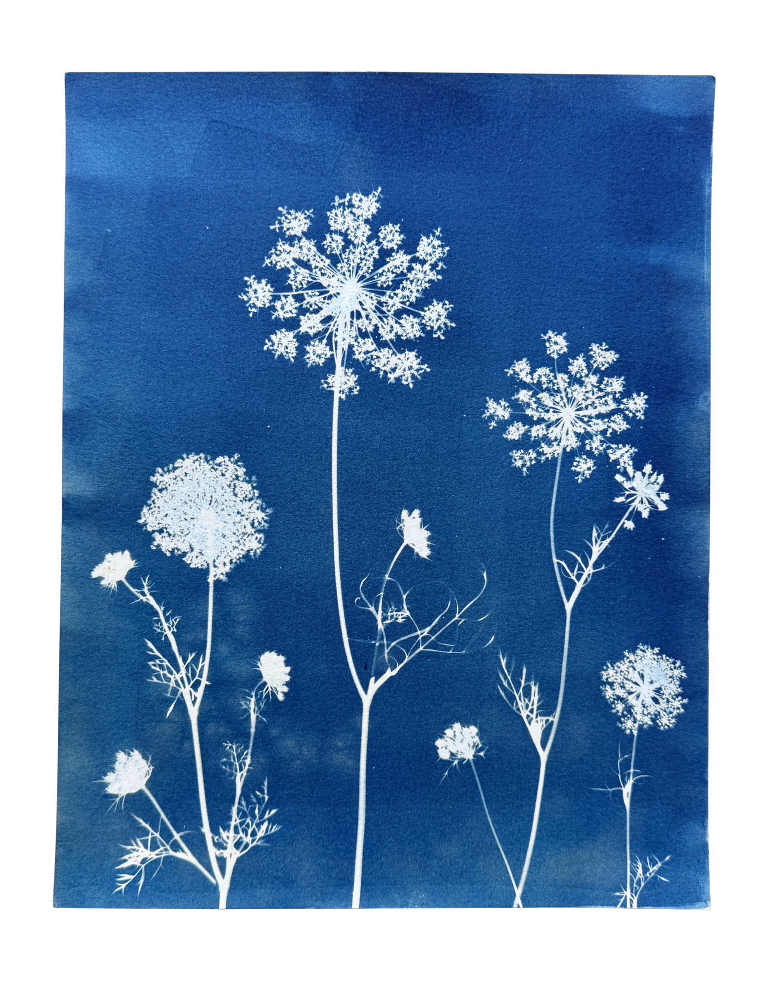 Meadow Lace no. 1